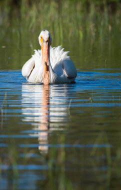 Vahşi doğada pelikan