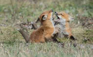 Kızıl tilki vahşi doğada