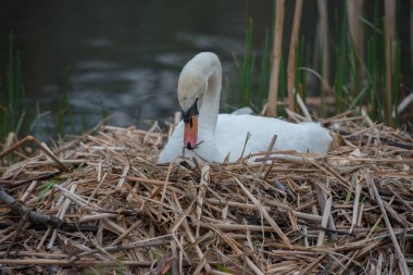 Vahşi doğada kuğu