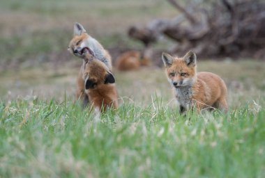 Parktaki çimlerde sevimli kırmızı tilkiler