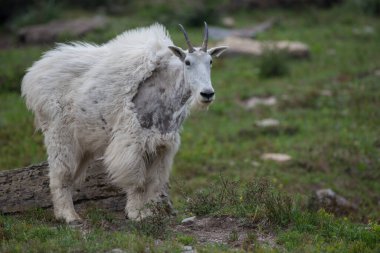 Dağ Keçisi vahşi, ulusal park, Jasper, Kanada