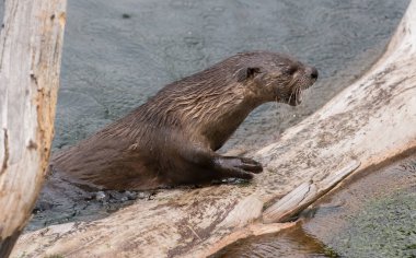Doğadaki vahşi su samuru.