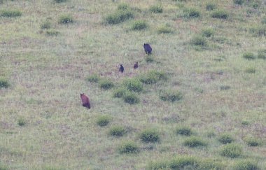 Kara ayı vahşi doğada