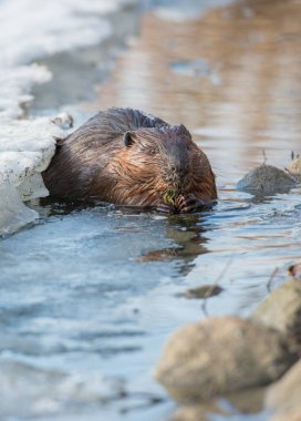 Vahşi doğada kunduz