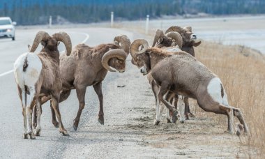 Koca boynuzlu koyunlar vahşi doğada