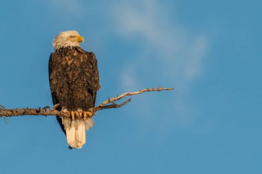 Vahşi doğada tünemiş kel kartal