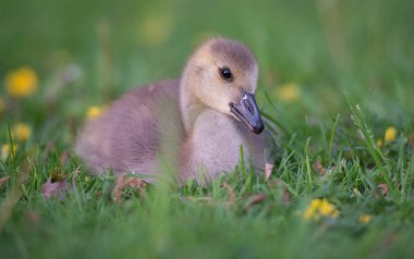 Vahşi doğada homurdanmak