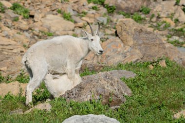 Dağ Keçisi vahşi, ulusal park, Jasper, Kanada