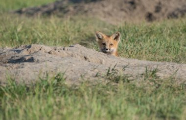 Parktaki çimlerde sevimli kırmızı tilkiler