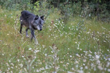 Siyah kurt vahşi doğada