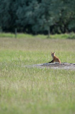 Parktaki çimlerde sevimli kırmızı tilkiler