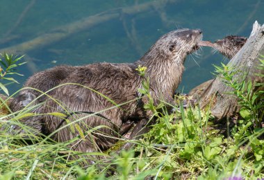 Doğadaki vahşi su samurlarını yakın çekim