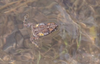 Vahşi doğadaki kurbağa.