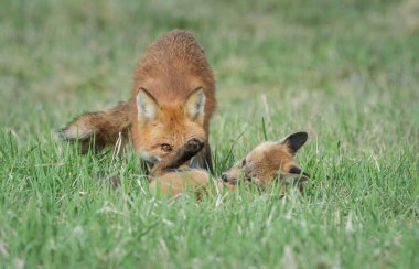 Kanada 'da Kızıl Tilki