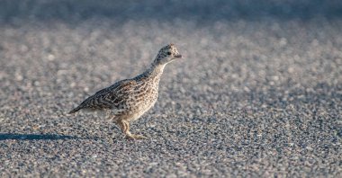 Kanada 'nın vahşi doğasında orman tavuğuna yakın çekim