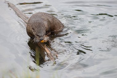 Doğadaki vahşi su samuru.