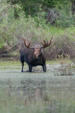 Vahşi boğa geyiği