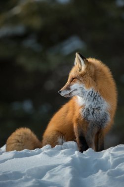Kızıl tilki vahşi doğada