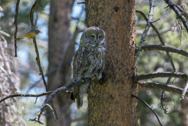 Büyük gri baykuş vahşi doğada, alberta, Kanada