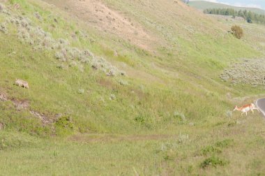 Yellowstone 'da çakal ve proghorn