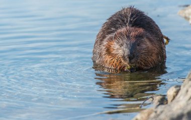 Vahşi doğada kunduz