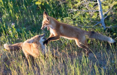 Vahşi doğada çimlerin üzerinde sevimli kızıl tilkiler