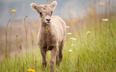 Koca boynuzlu koyunlar vahşi doğada