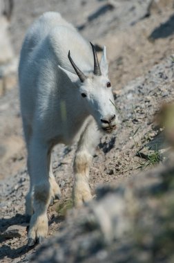 Dağ Keçisi vahşi, ulusal park, Jasper, Kanada