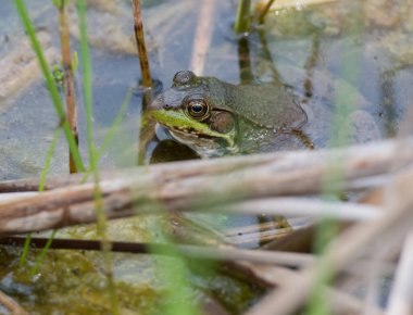 Vahşi doğada boğa kurbağası