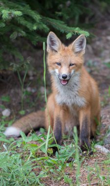 Kızıl tilki vahşi doğada