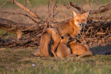 Kanada 'da Kızıl Tilki