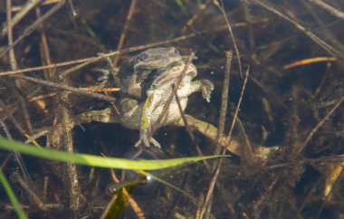 Sıkıcı Koro Kurbağası vahşi doğada