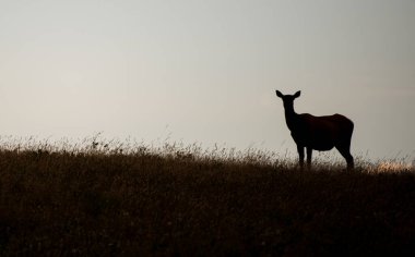 Vahşi doğadaki geyik