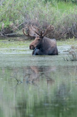 Vahşi boğa geyiği