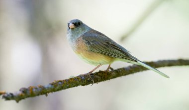 Doğada küçük bir kuş