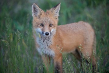 Parktaki çimlerde sevimli kırmızı tilkiler