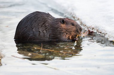 Vahşi doğada kunduz