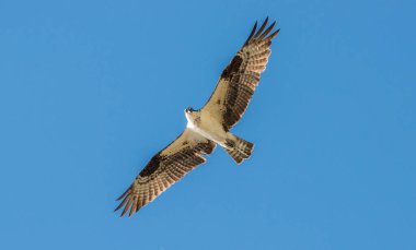 Osprey vahşi doğada