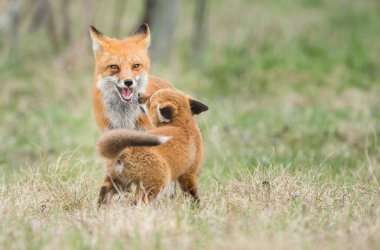 Parktaki çimlerde sevimli kırmızı tilkiler