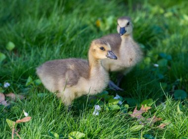 Kanada kazı doğada