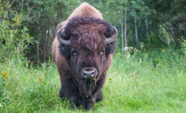 Bison in the wild clipart