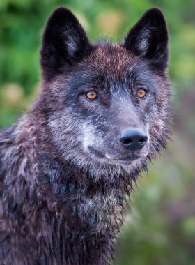 Siyah kurt vahşi doğada