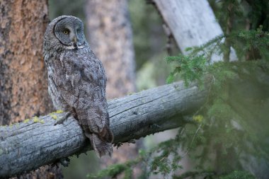 Büyük gri baykuş vahşi doğada, alberta, Kanada