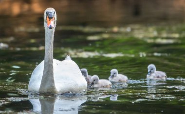 Baharda kuğu ve mühürler