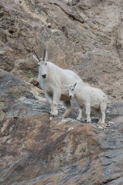 Dağ Keçileri - Vahşi doğada anne ve bebek, Ulusal Park, Jasper, Kanada