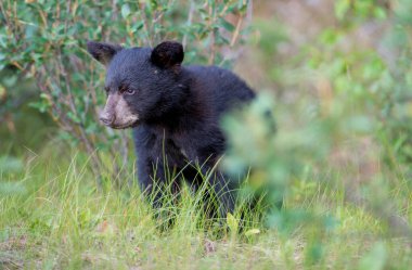 Kara ayı vahşi doğada