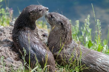 Doğadaki vahşi su samurlarını yakın çekim