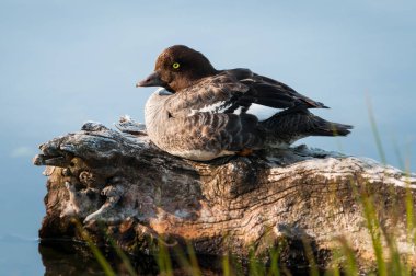 Vahşi doğada altın gözlü ördek
