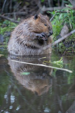 Vahşi doğada kunduz