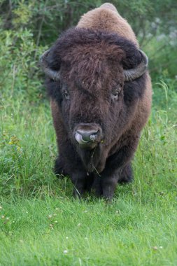 Bizonlar vahşi doğada